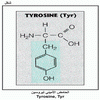    Tyrosine, Tyr