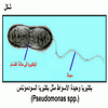       (.Pseudomonas spp)