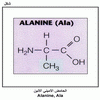    Alanine, Ala